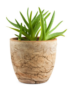 Aloe vera in a pot